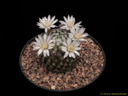 Mammillaria sanchez-mejoradae 2296